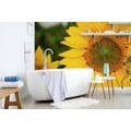 WALL MURAL YELLOW SUNFLOWER - WALLPAPERS FLOWERS - WALLPAPERS