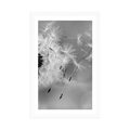 POSTER WITH MOUNT MAGICAL DANDELION IN BLACK AND WHITE - BLACK AND WHITE - POSTERS