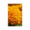 POSTER AZTEC MARIGOLD - FLOWERS - POSTERS