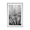 POSTER WITH MOUNT DANDELION SEEDS IN BLACK AND WHITE - BLACK AND WHITE - POSTERS