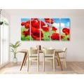 5-PIECE CANVAS PRINT POPPY FLOWERS IN A MEADOW - PICTURES FLOWERS - PICTURES