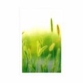 POSTER GRASS BLADES IN GREEN DESIGN - NATURE - POSTERS