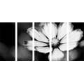 5-PIECE CANVAS PRINT GARDEN COSMOS FLOWER IN BLACK AND WHITE - BLACK AND WHITE PICTURES{% if product.category.pathNames[0] != product.category.name %} - PICTURES{% endif %}