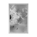 POSTER MAGICAL DANDELION IN BLACK AND WHITE - BLACK AND WHITE - POSTERS