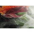 CANVAS PRINT ROSE WITH ABSTRACT ELEMENTS - PICTURES FLOWERS - PICTURES