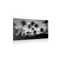 CANVAS PRINT OF COCONUT PALMS ON THE BEACH IN BLACK AND WHITE - BLACK AND WHITE PICTURES - PICTURES