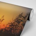 SELF ADHESIVE WALL MURAL GRASS BLADES AT SUNSET - SELF-ADHESIVE WALLPAPERS - WALLPAPERS