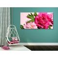 WANDBILD PFINGSTROSEN IN ROSA - BILDER BLUMEN - BILDER