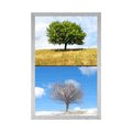 AFFICHE ARBRE EN SAISONS - NATURE - AFFICHES