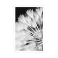 POSTER DANDELION IN BLACK AND WHITE - BLACK AND WHITE - POSTERS