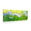 CANVAS PRINT FLOWERS ON A MEADOW IN SPRING - PICTURES FLOWERS{% if product.category.pathNames[0] != product.category.name %} - PICTURES{% endif %}