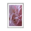 POSTER WITH MOUNT PETALS OF CARNATION - FLOWERS - POSTERS