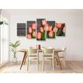 5-PIECE CANVAS PRINT CHARMING ORANGE TULIPS ON A WOODEN BACKGROUND - PICTURES FLOWERS - PICTURES