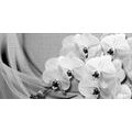 CANVAS PRINT ORCHID ON A CANVAS IN BLACK AND WHITE - BLACK AND WHITE PICTURES - PICTURES