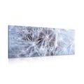 CANVAS PRINT MACRO DANDELION - PICTURES FLOWERS - PICTURES