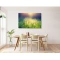 CANVAS PRINT MEADOW DEW - PICTURES OF NATURE AND LANDSCAPE - PICTURES