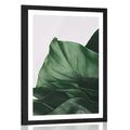 POSTER – LETTERA DI MONSTERA AFFASCINANTE - FIORI - POSTER
