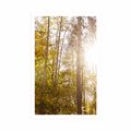 POSTER WALD IN HERBSTFARBEN - NATUR - POSTER