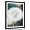 POSTER – SOFFICE CAPPELLO BIANCO DI DENTE DI LEONE - FIORI - POSTER