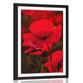 POSTER MIT PASSEPARTOUT FELD MIT WILDEN MOHNBLUMEN - BLUMEN - POSTER