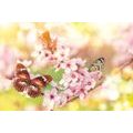 TAPETE FRÜHLINGSBLUMEN MIT EXOTISCHEN SCHMETTERLINGEN - TAPETEN MIT BLUMENMOTIVEN - TAPETEN