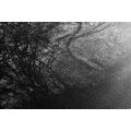 CANVAS PRINT BLACK AND WHITE FOREST - BLACK AND WHITE PICTURES - PICTURES