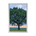 POSTER LONELY OAK - NATURE - POSTERS