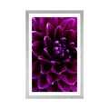 POSTER MIT PASSEPARTOUT PURPURROTE-LILA BLUME - BLUMEN - POSTER