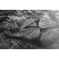 CANVAS PRINT LION'S FACE IN BLACK AND WHITE - BLACK AND WHITE PICTURES - PICTURES
