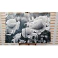CANVAS PRINT FIELD OF WILD POPPIES IN BLACK AND WHITE - BLACK AND WHITE PICTURES - PICTURES