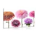 CANVAS PRINT DAHLIA FLOWERS IN A MULTI-COLORED DESIGN - PICTURES FLOWERS - PICTURES