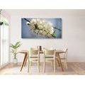 CANVAS PRINT BLOSSOMING CHERRY BRANCH - PICTURES FLOWERS - PICTURES