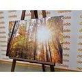 CANVAS PRINT FOREST IN AUTUMN COLORS - PICTURES OF NATURE AND LANDSCAPE{% if product.category.pathNames[0] != product.category.name %} - PICTURES{% endif %}