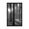 POSTER SONNIGER MORGEN IM WALD IN SCHWARZ-WEISS - SCHWARZ-WEISS - POSTER