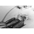 CANVAS PRINT STILL LIFE WITH ZEN STONES IN BLACK AND WHITE - BLACK AND WHITE PICTURES - PICTURES