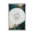 POSTER WEISSE FLAUSCHIGE KAPPE DER PUSTEBLUME - BLUMEN - POSTER