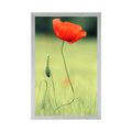 POSTER EINSAME MOHNBLUME - BLUMEN - POSTER