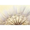 SELF ADHESIVE WALL MURAL BLOOMING DANDELION - SELF-ADHESIVE WALLPAPERS - WALLPAPERS