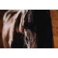 CANVAS PRINT MAJESTIC HORSE - PICTURES OF ANIMALS{% if product.category.pathNames[0] != product.category.name %} - PICTURES{% endif %}