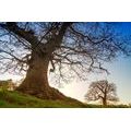 SELF ADHESIVE WALL MURAL SYMBIOSIS OF TREES - SELF-ADHESIVE WALLPAPERS - WALLPAPERS