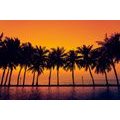 SELF ADHESIVE WALLPAPER SUNSET OVER PALM TREES - SELF-ADHESIVE WALLPAPERS - WALLPAPERS
