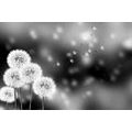 SELF ADHESIVE WALLPAPER BLACK AND WHITE FLUFFY DANDELION - SELF-ADHESIVE WALLPAPERS - WALLPAPERS