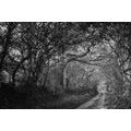 CANVAS PRINT BLACK AND WHITE FOREST - BLACK AND WHITE PICTURES - PICTURES