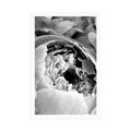 POSTER BLACK AND WHITE FLOWER PETALS - BLACK AND WHITE - POSTERS