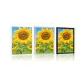 POSTER SUNFLOWER FIELD - FLOWERS - POSTERS