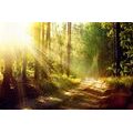 SELF ADHESIVE WALL MURAL SUN RAYS IN THE FOREST - SELF-ADHESIVE WALLPAPERS - WALLPAPERS