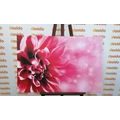TABLEAU SUR TOILE – FLEUR ROSE - TABLEAUX DE FLEURS - TABLEAUX