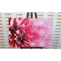 CANVAS PRINT PINK FLOWER - PICTURES FLOWERS - PICTURES