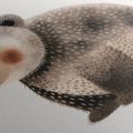 QUADRO SU TELA – ORSO CARINO NEL BOSCO - QUADRI PER BAMBINI ANIMALI - STAMPE E QUADRI