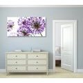 CANVAS PRINT BLOOMING PURPLE GARLIC FLOWERS - PICTURES FLOWERS - PICTURES